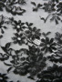 Feine Tüllspitze Blütendekor schwarz